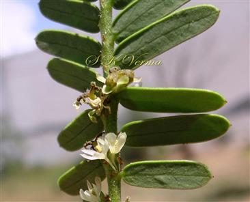  Male and Female flowers